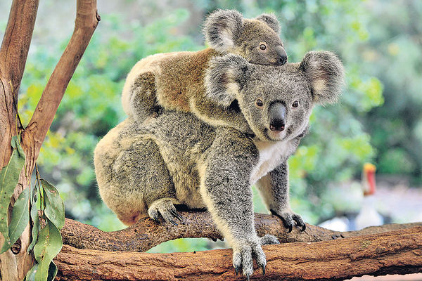 只剩8萬隻 澳洲樹熊步向滅絕