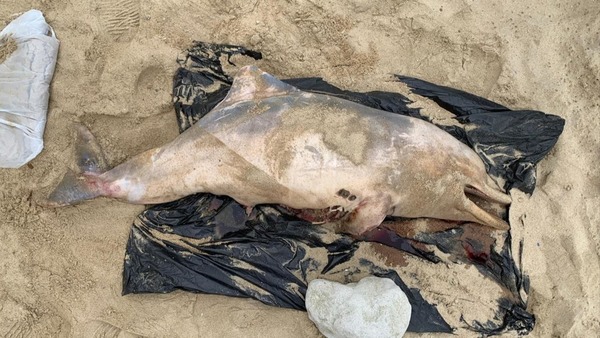 屯门黄金海岸泳滩发现的幼年雄性中华白海豚尸体,长 100cm,严重腐烂.