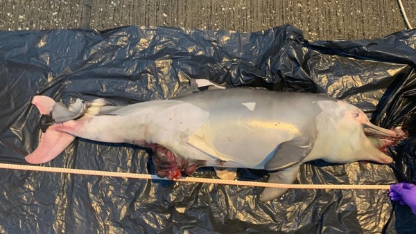 3 日 3 宗网民慨叹:填海之祸