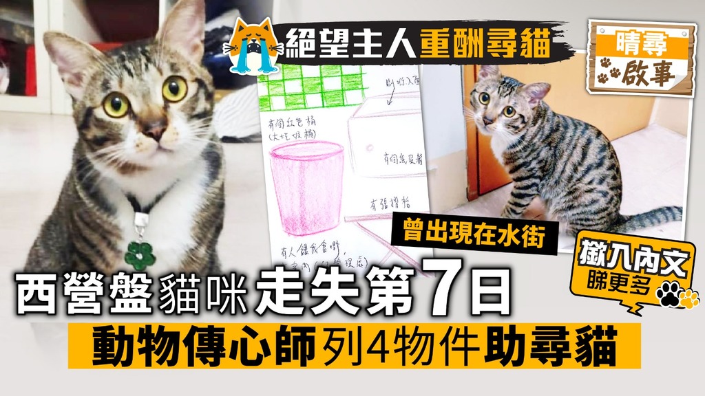 西營盤貓咪走失第7日 動物傳心師列4物件助尋貓 (已尋回)
