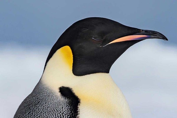 【达人传授】超萌南极皇帝企鹅拍摄心得