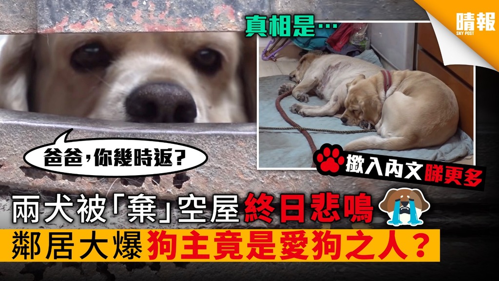 【內有影片】兩犬被「棄」空屋   終日悲鳴 狗主竟是愛狗之人？