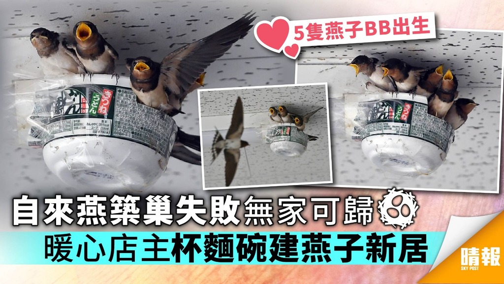 自來燕築巢失敗無家可歸 暖心店主杯麵碗建燕子新居