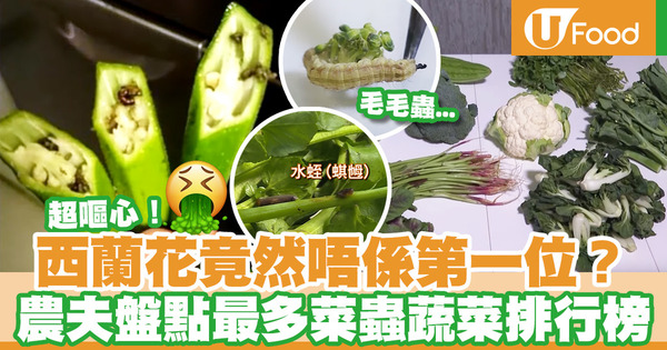 【菜蟲】農夫拆解最多菜蟲蔬菜排行榜  大廚教你徹底洗淨常見蔬菜方法