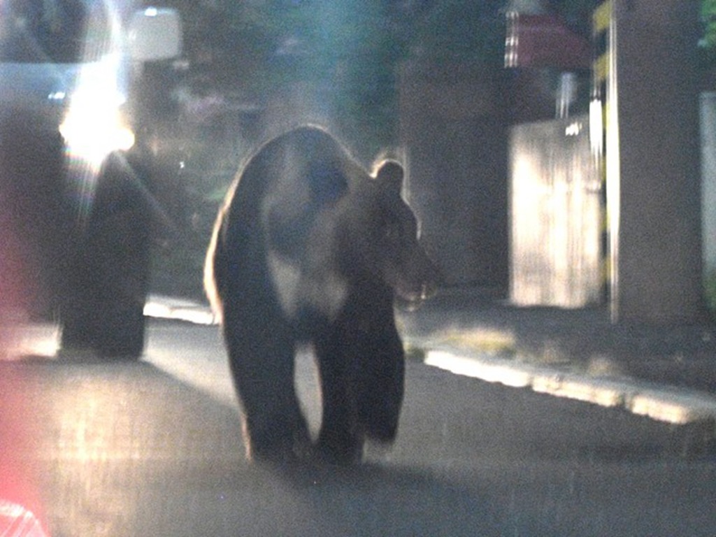 北海道札幌熊出沒注意 近日頻頻遊走巿區 Ezone Hk 網絡生活 旅遊筍料 D190814