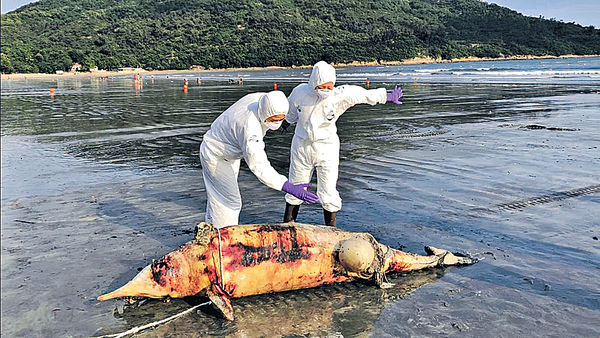 中華白海豚屍擱淺 身上纏浮波