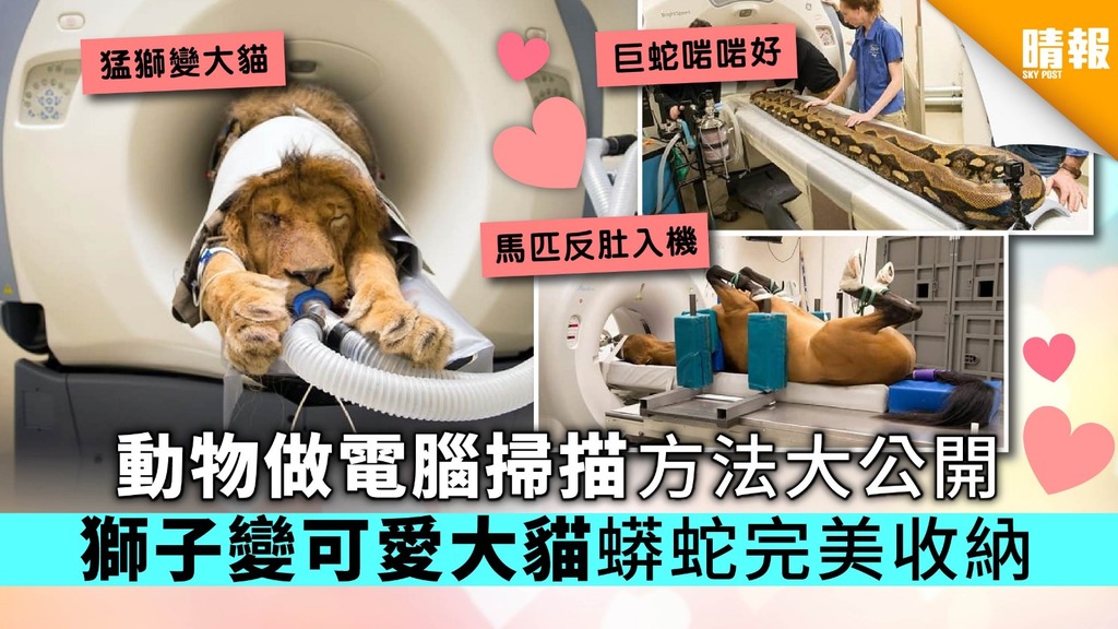 【多圖】動物做電腦掃描方法大公開 獅子變可貓大貓蟒蛇完美收納