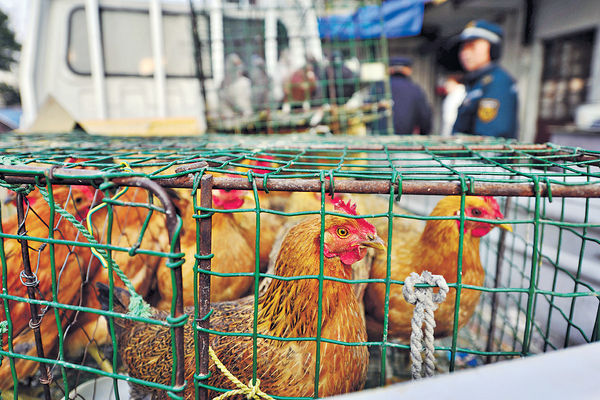 北京59歲女子染H5N6禽流感