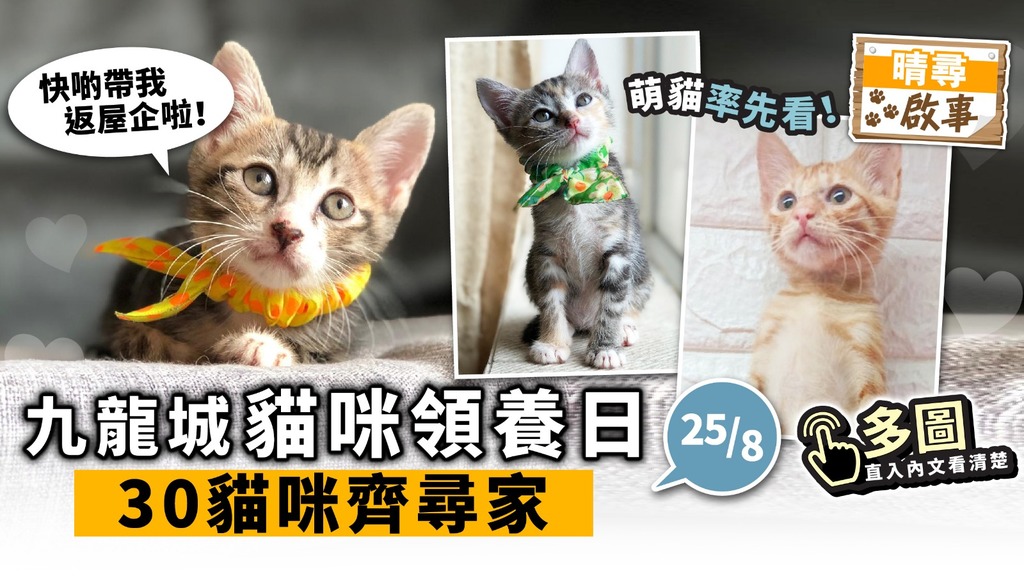 【晴尋啟事】九龍城周日領養日 30隻貓咪齊尋家 超萌貓搶先睇