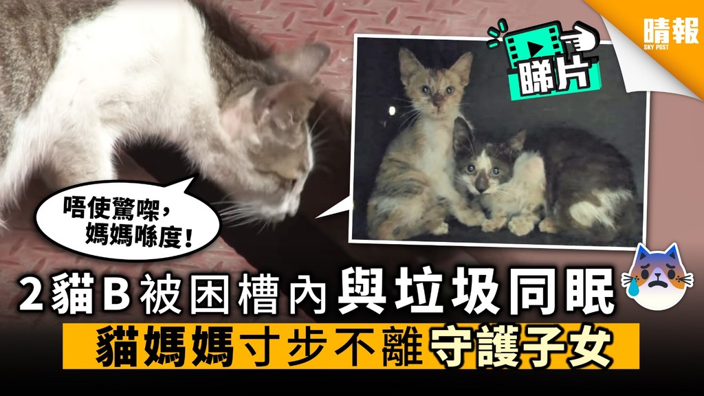 【內附影片】2貓B被困槽內 與垃圾同眠 貓媽媽寸步不離 守護子女
