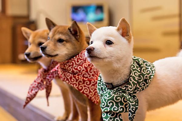 【柴犬Cafe 東京】日本豆柴犬Cafe「豆柴カフェ」 可愛赤柴/黑柴賣萌俘虜你心!