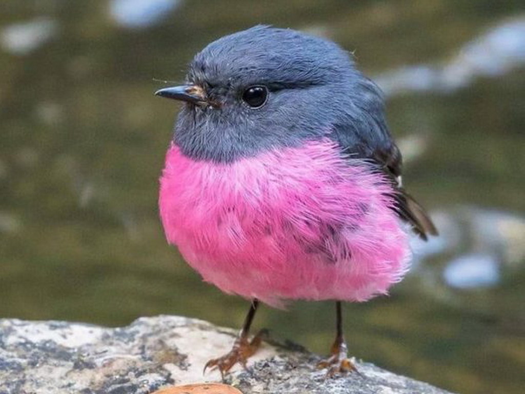 twitter 疯传 澳洲知更鸟 pink robin 超可爱 全因粉红色肚腩仔