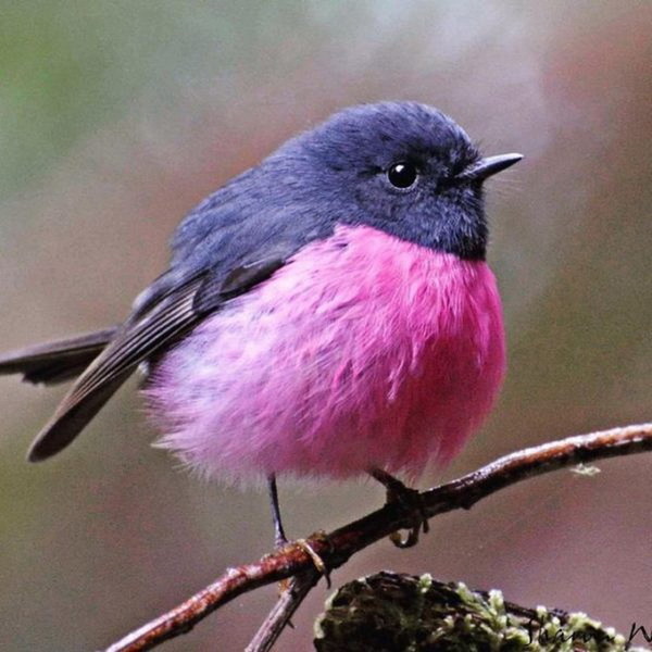 twitter 疯传 澳洲知更鸟 pink robin 超可爱 全因粉红色肚腩仔