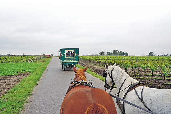 訪奧地利東邊境景點 馬車暢遊葡萄園