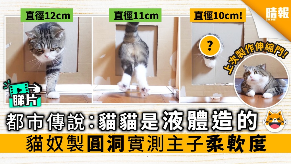 【內有影片】都市傳說：貓貓是液體造的 貓奴製圓洞實測主子柔軟度