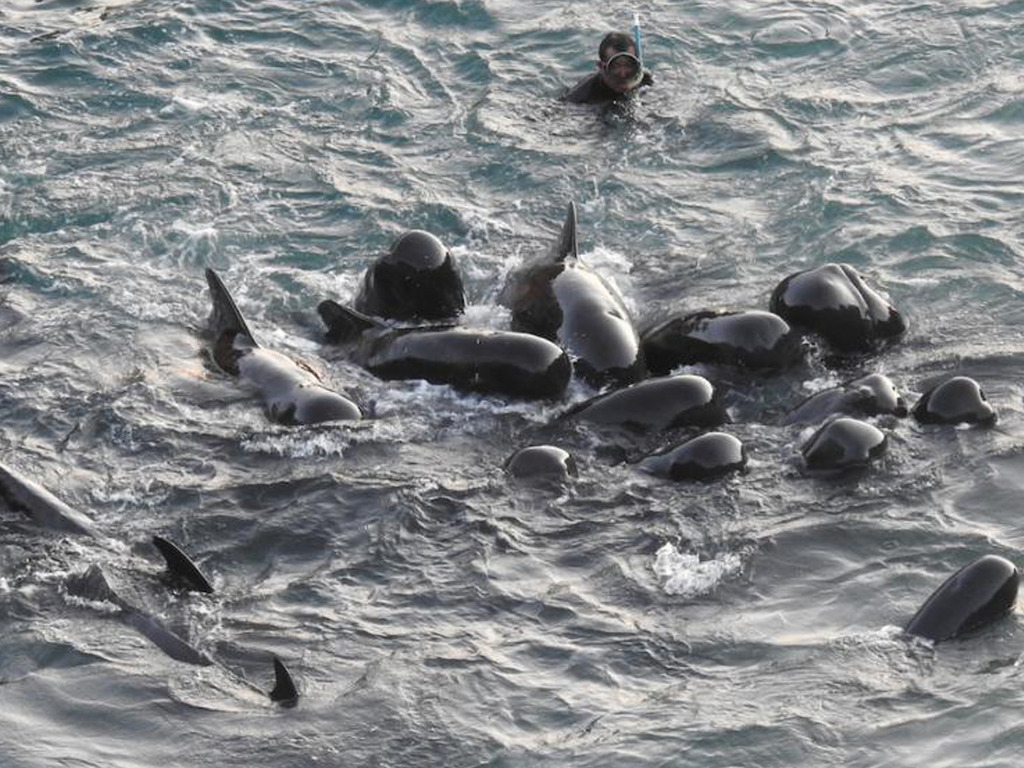 【万物有光】每年23000条海豚被屠杀，已持续100多年，2010 奥斯卡最佳紀錄片《The Cove》_哔哩哔哩_bilibili