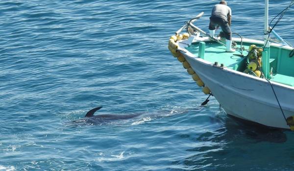 日本杀害海豚纪录片图片