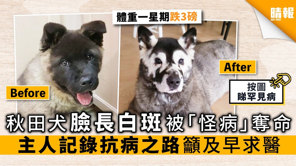 秋田犬臉長白斑 被「怪病」奪命 主人記錄抗病之路 籲及早求醫