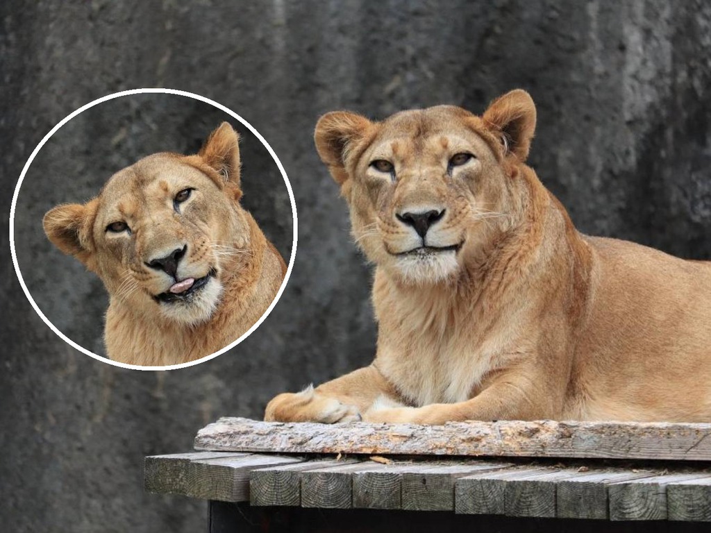 日本動物園出現 最美獅子 母獅優雅微笑獲瘋讚 好美 Ezone Hk 網絡生活 網絡熱話 D