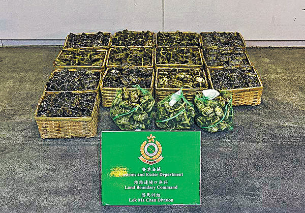 海關檢逾千隻走私大閘蟹 市價$2.1萬