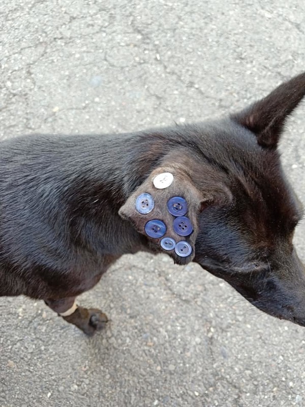 狗狗耳朵縫滿鈕惹虐待疑雲網民急澄清：這是一種療法- 晴報- 寵物- 寵物熱話- D191009