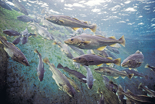 暖化致魚荒 DHA攝取不足 96%人口腦退化風險增