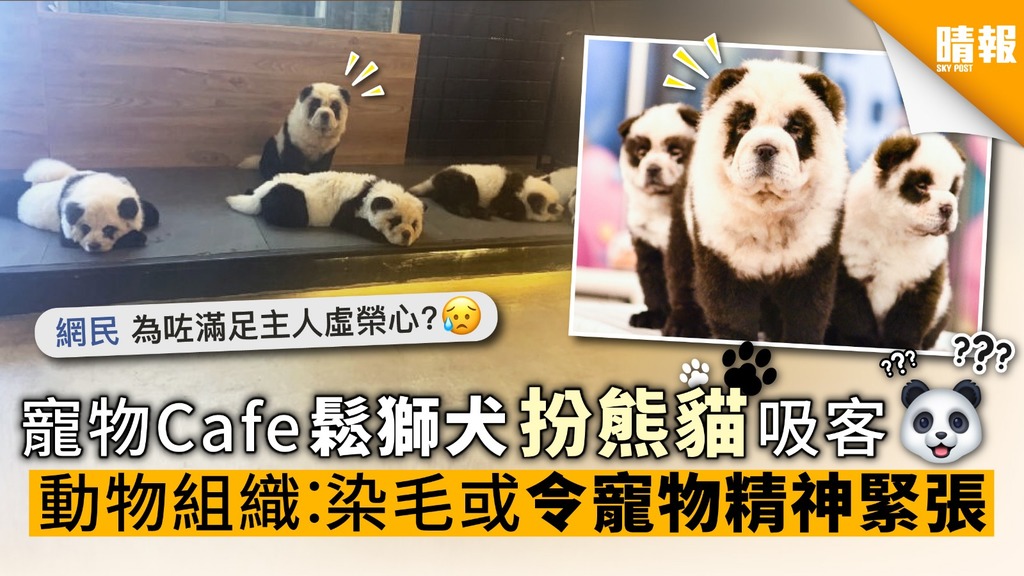 寵物Cafe鬆獅犬扮熊貓吸客 動物組織︰染毛或令寵物精神緊張