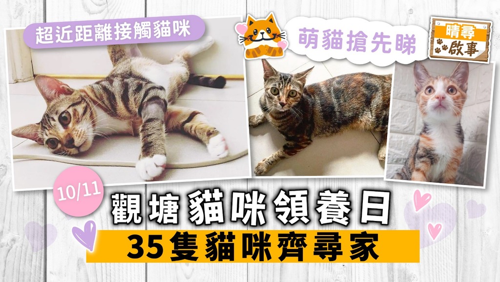 【晴尋啟事】觀塘周日領養日 35隻貓咪齊尋家 超萌貓搶先睇