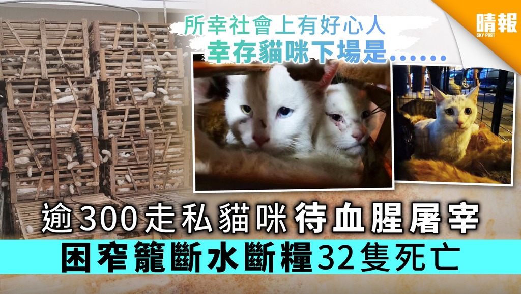 逾300走私貓咪待血腥屠宰 困窄籠斷水斷糧32隻死亡