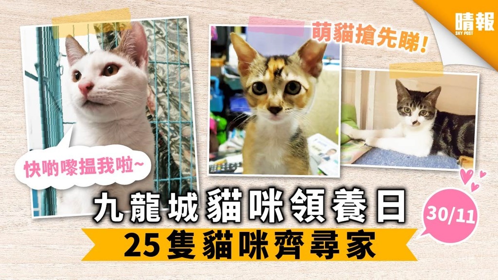 【周六好去處】九龍城貓咪領養日 25隻貓咪齊尋家 超萌貓搶先睇