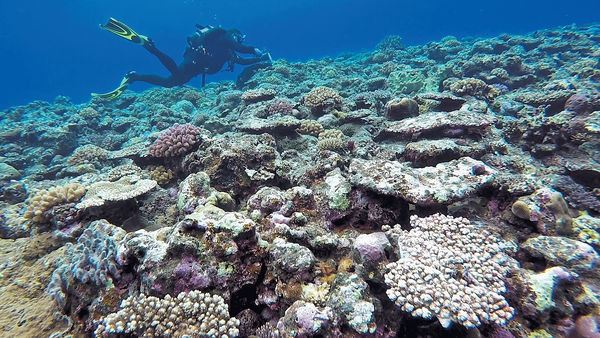 科大團隊證實 海洋內波助珊瑚礁冷卻防白化