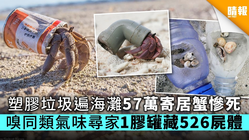 【保護環境】塑膠垃圾遍海灘57萬隻寄居蟹慘死 聞同類氣味尋家1膠罐藏526屍體