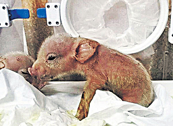 中國科學家培育「豬猴混合體」 引發道德爭議