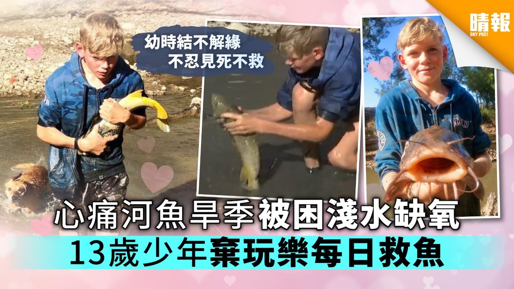 心痛河魚旱季被困淺水缺氧 13歲少年棄玩樂每日救魚