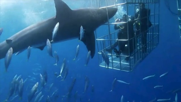 有片睇】大白鯊頭撞鐵籠卡實25分鐘失血過多無人救觀光客面前慘死