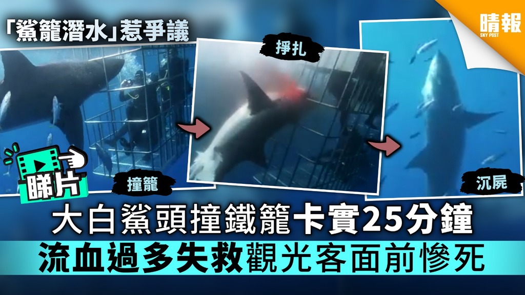 【有片睇】大白鯊頭撞鐵籠卡實25分鐘 失血過多無人救觀光客面前慘死