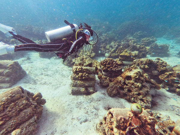 遊泰國布吉 潛水兼助珊瑚重生