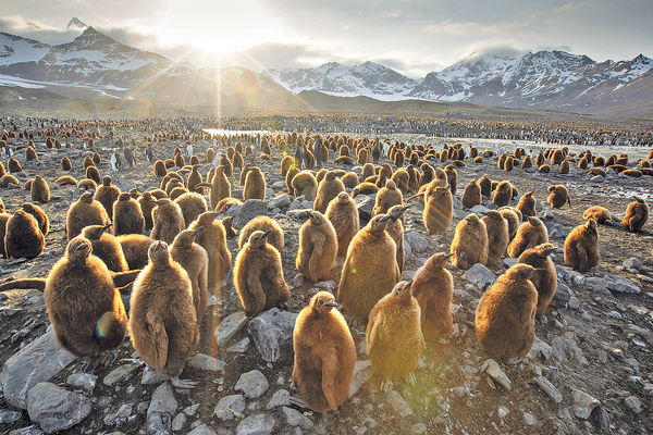 親睹暖化慘況 心痛動物前路 BBC攝影師落淚︰南極很熱