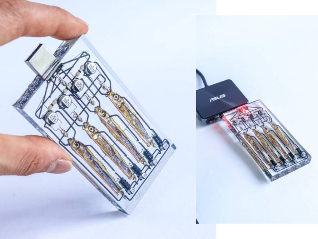 日本魚仔腦USB手指透明磚新版　4條魚仔最大容量128GB係乜原理?