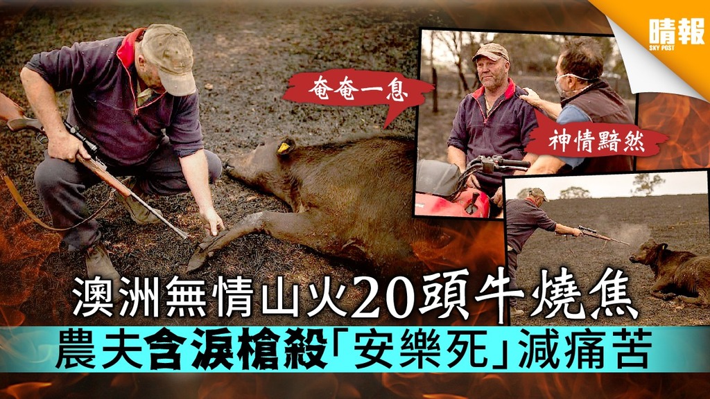 澳洲無情山火20頭牛燒焦 農夫含淚槍殺「安樂死」減痛苦