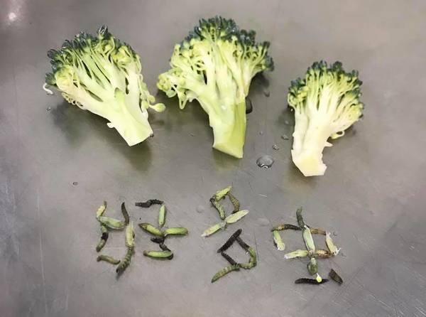 一棵西蘭花挑出35條蟲多到砌字專家警告勿用手觸碰小心有毒 附洗菜方法 晴報 時事 熱話 D0107