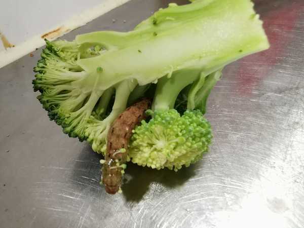 一棵西蘭花挑出35條蟲多到砌字專家警告勿用手觸碰小心有毒 附洗菜方法 晴報 時事 熱話 D0107