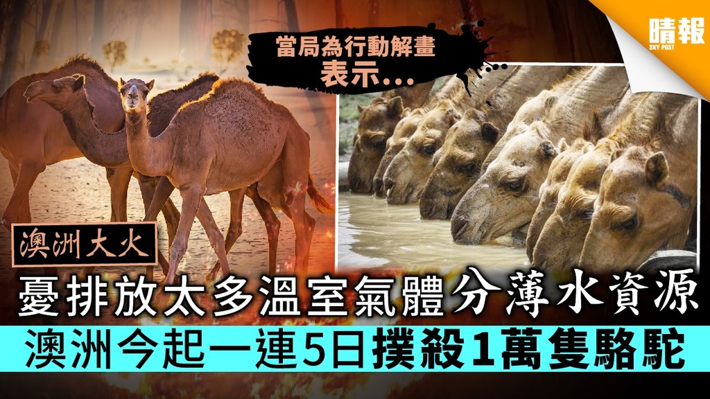 【澳洲山火】憂排放太多溫室氣體分薄水資源 澳洲今起一連5日撲殺1萬隻駱駝