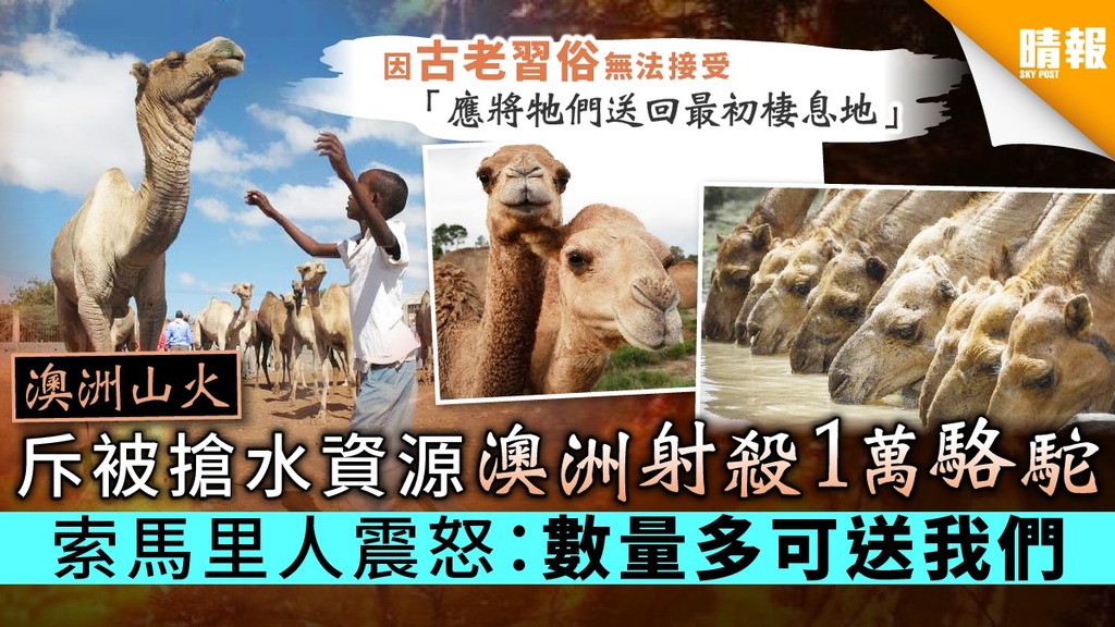 【澳洲山火】斥被搶水資源澳洲射殺1萬駱駝 索馬里人震怒：數量多可送我們