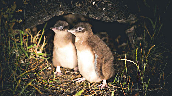 Bicheno#企鵝#全球最小