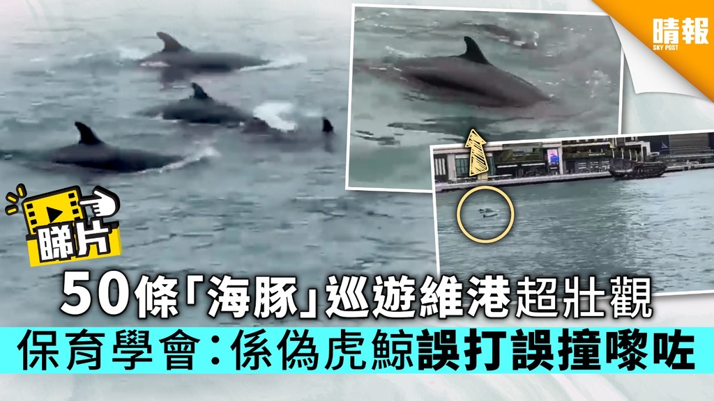 50條「海豚」巡遊維港超壯觀 保育學會：係偽虎鯨誤打誤撞嚟咗