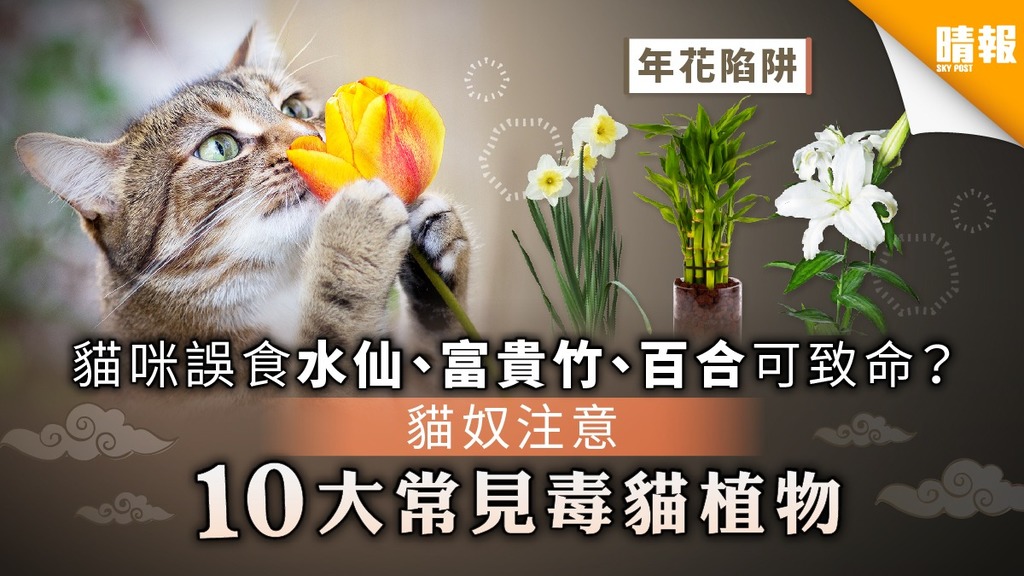【年花陷阱】貓咪誤食水仙 富貴竹 百合可致命？ 貓奴注意 十大常見毒貓植物
