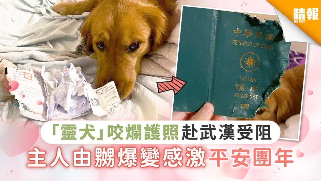 「靈犬」咬爛護照赴 武漢受阻 主人由嬲爆變感激 平安團年