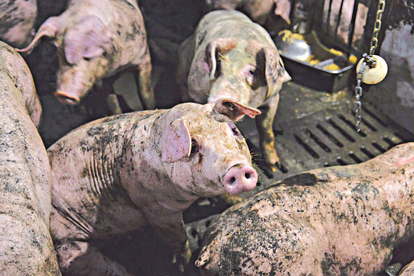 峇里880豬暴斃 印尼查是否染非洲豬瘟