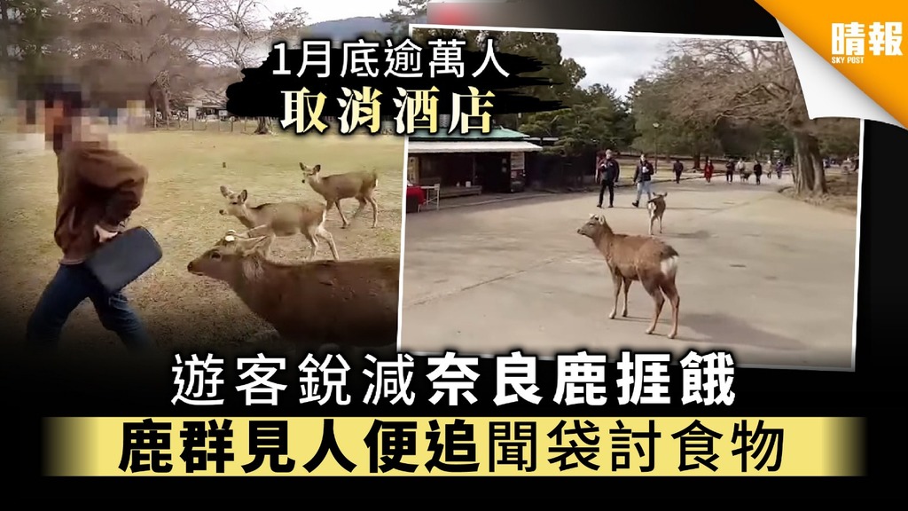 遊客銳減奈良鹿捱餓 鹿群見人便追聞袋討食物